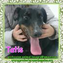 Tatis