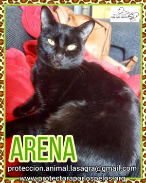Arena Arena