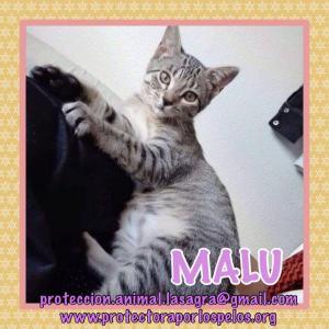 Malu Malu