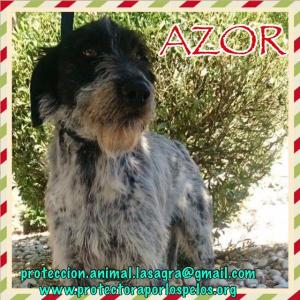 Azor Azor