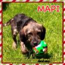 Mapi