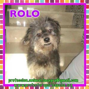 Rolo Rolo