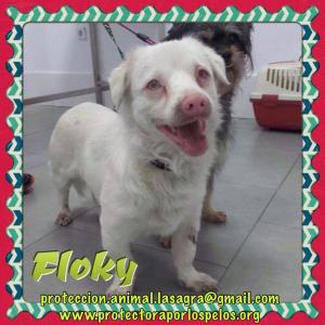 Floky Floky