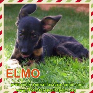 Elmo Elmo