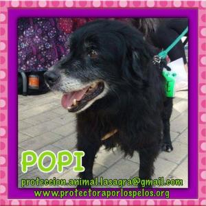 Popi Popi