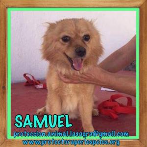 Samuel 