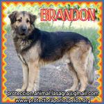 Brandon