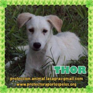 Thor Thor