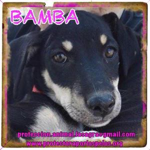 Bamba Bamba
