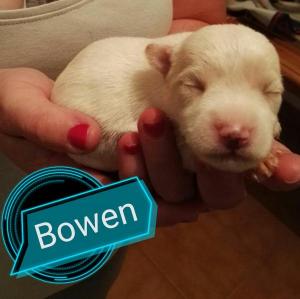 Bowen Bowen