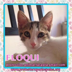 Floqui Floqui