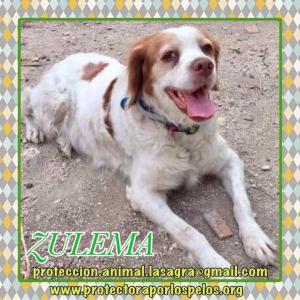 Zulema Zulema