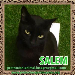 Salem Salem