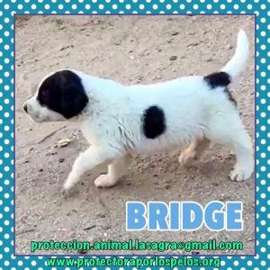 Bridge Bridge