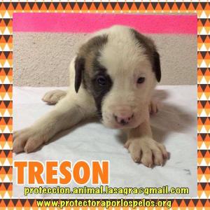 Treson Treson