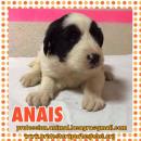 Anais