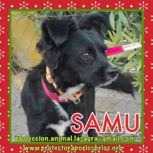 Samu Samu