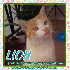 Lioh Lioh