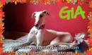 Gia