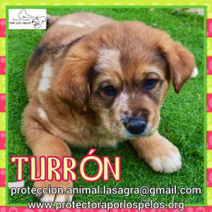 Turron 
