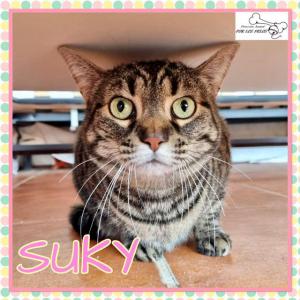 Suky Suky