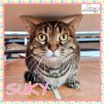 Suky