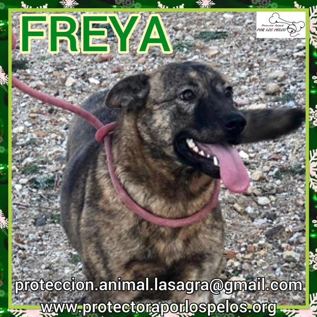 Freya 