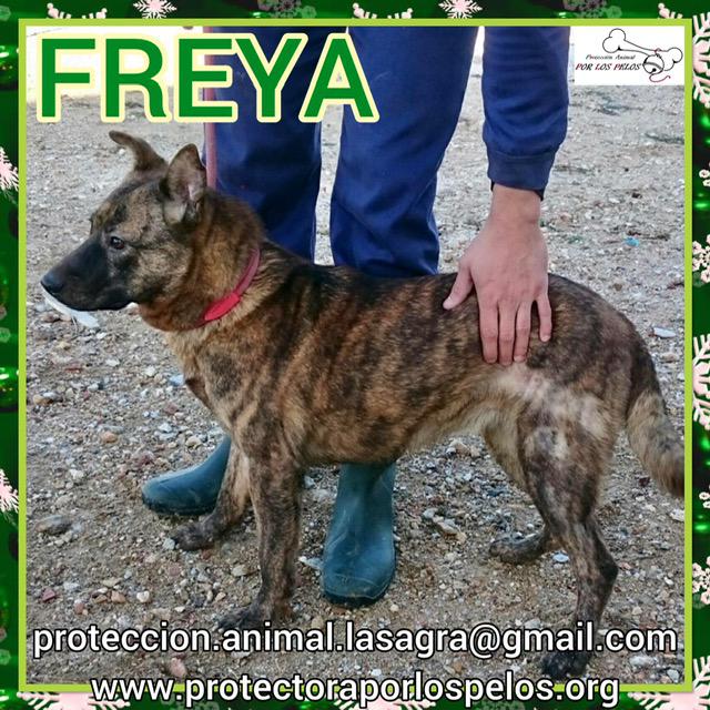 Freya 