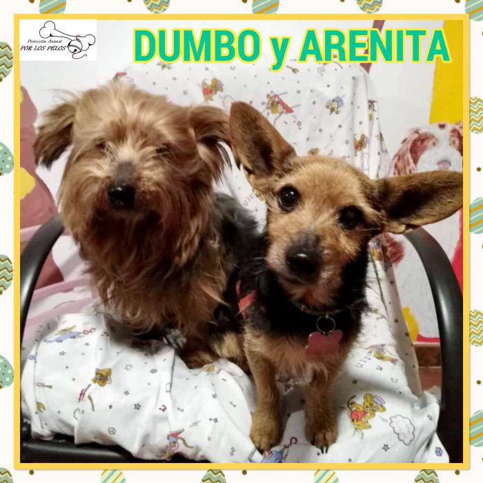 Dumbo y Arenita 