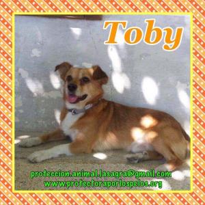 Toby Toby