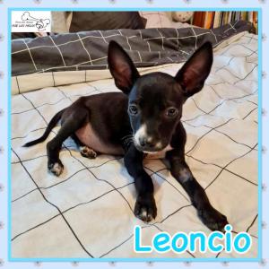 Leoncio 