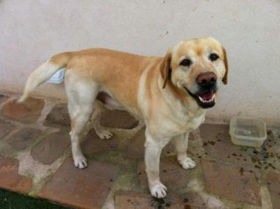 Bruno Bruno