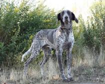 Odin