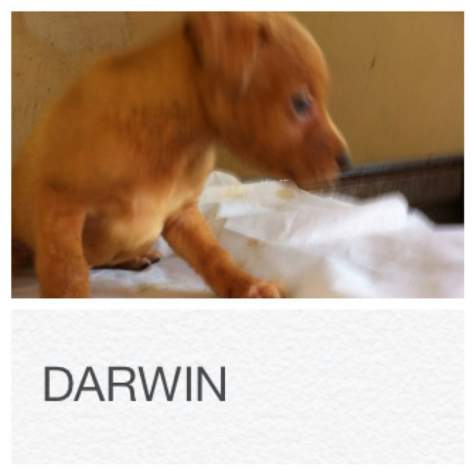 Darwin 