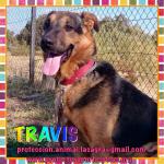 Travis