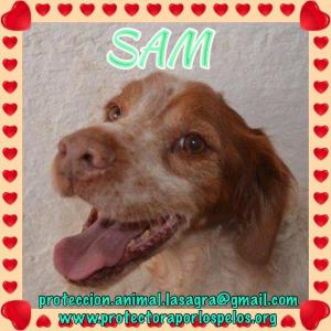 Sam Sam