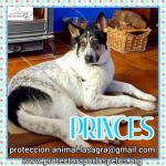 Princes
