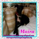 Moira
