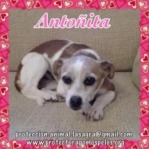 Antoñita Antoñita