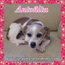 Antoñita