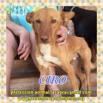Ciro