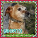 Chopito