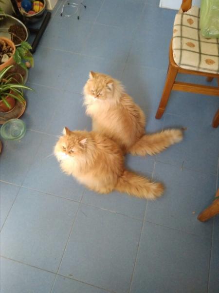 Tomi  y Simba