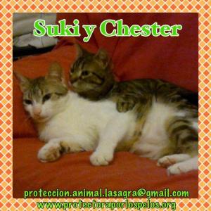 Suky y Chester Suky y Chester