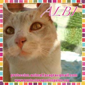Albi Albi