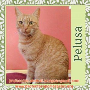Pelusa Pelusa
