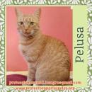 Pelusa