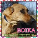 Boika