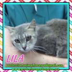 Lila