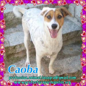 Caoba Caoba